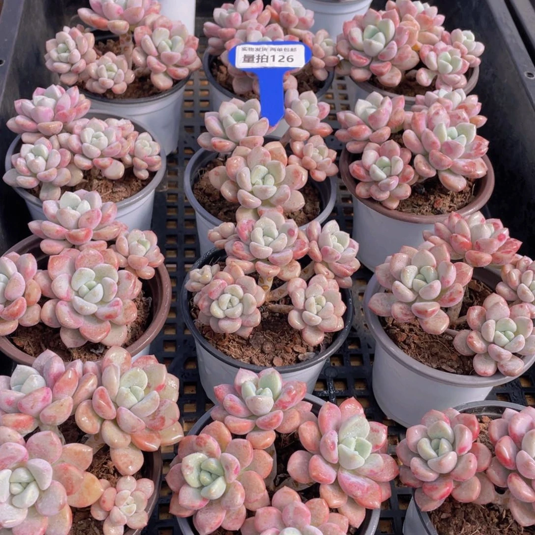 量拍126号 白鹭花斑鹭老桩大群生四头起一个