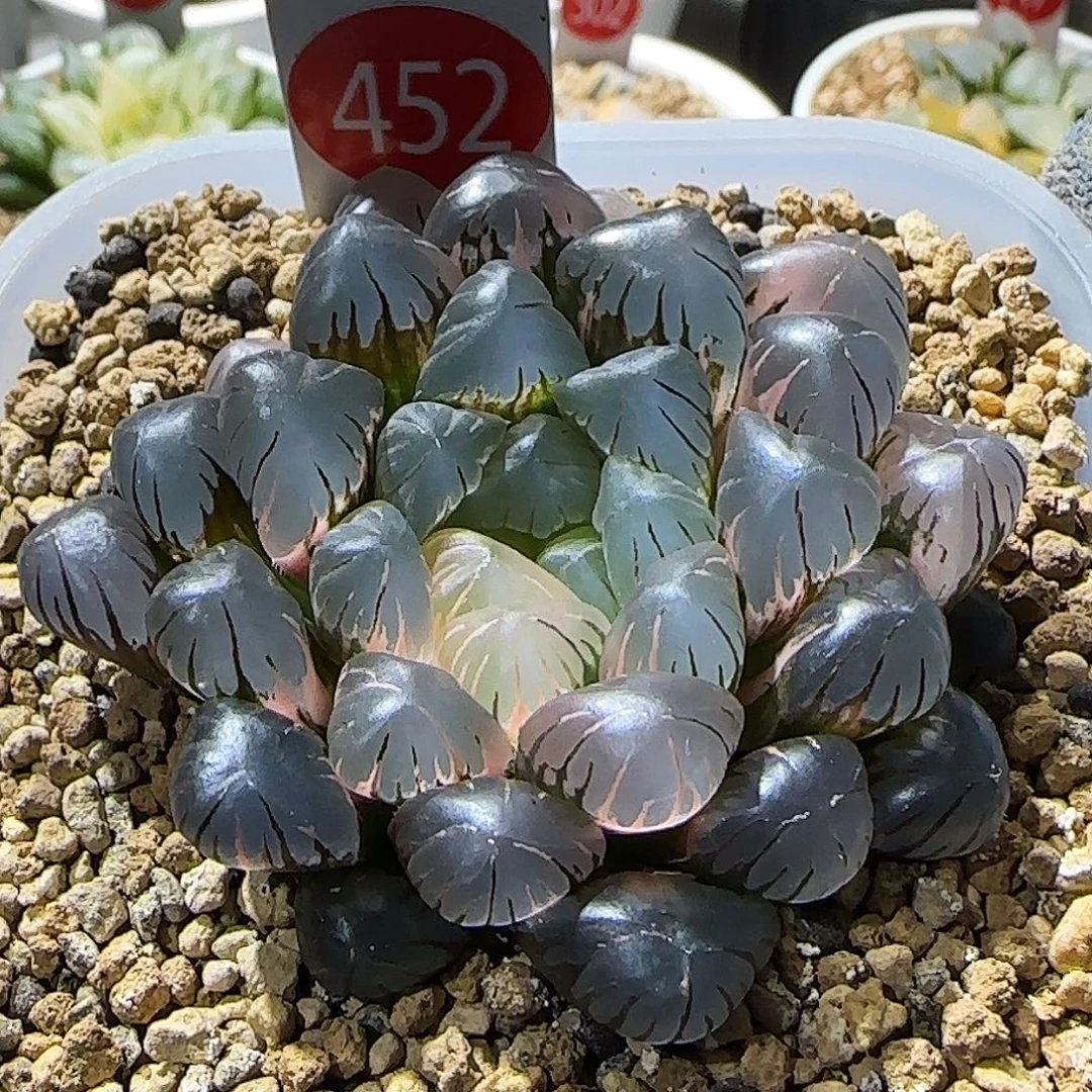 452号非组冰灯玉露锦 6.5 厘米左右一物一拍带盆发货