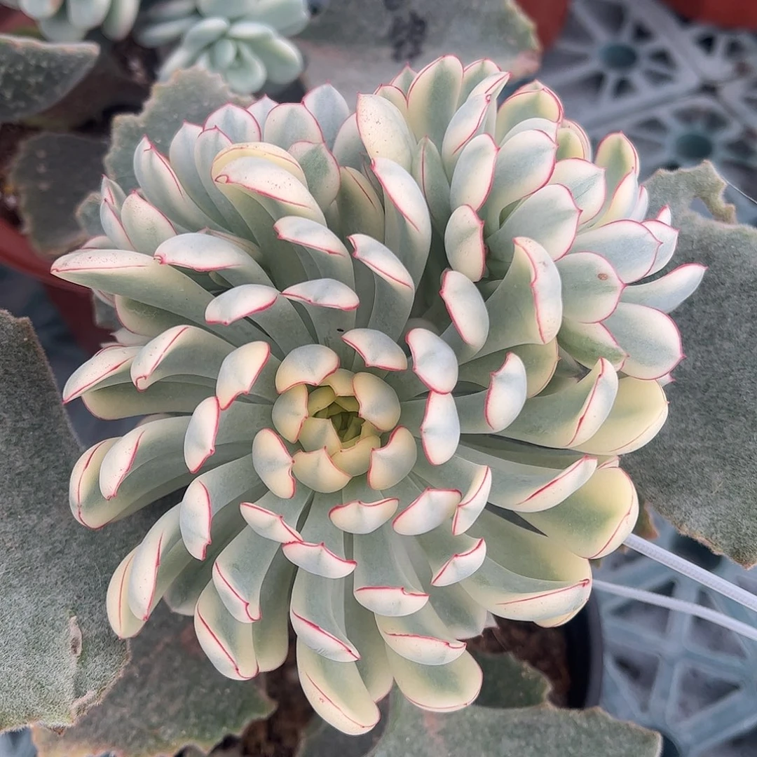 梦幻玫瑰白锦 婕宝一物一拍