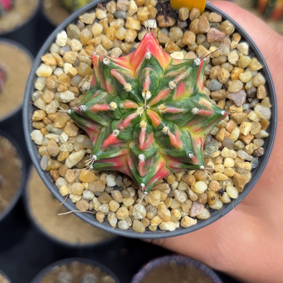 210-1115泰国发货多肉