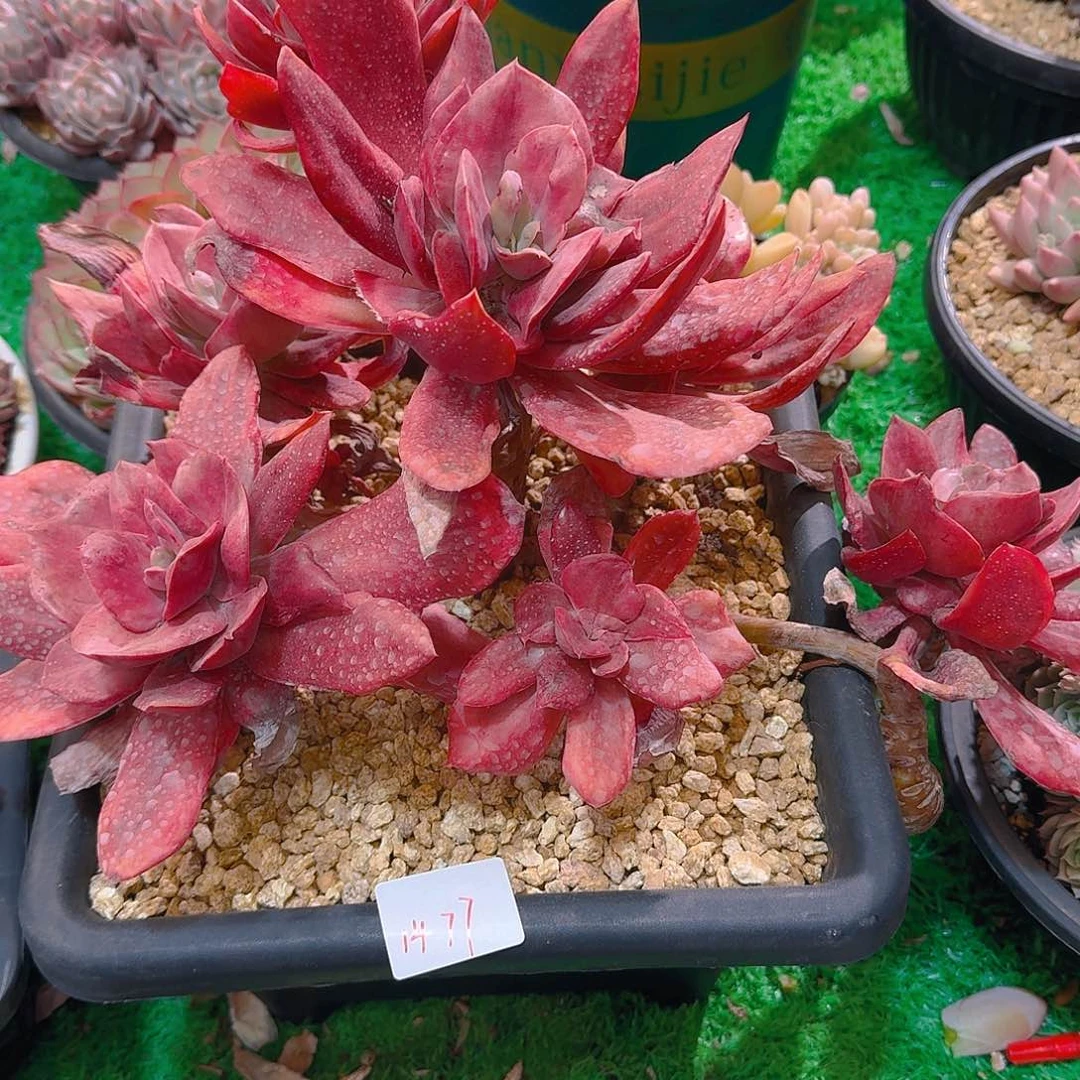 前**事1477钻石锦多肉