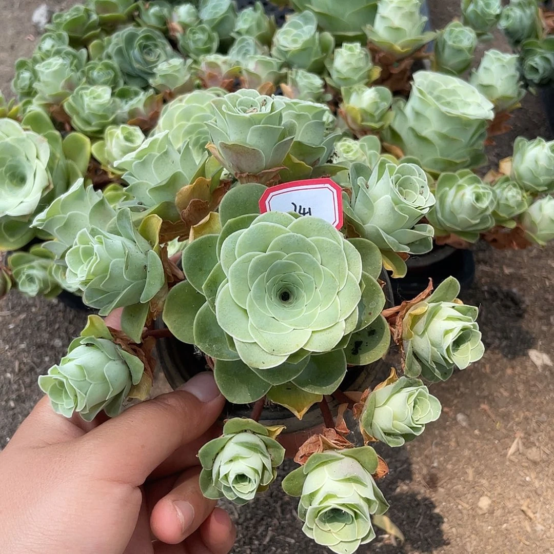 山地玫瑰多肉不售后 341
