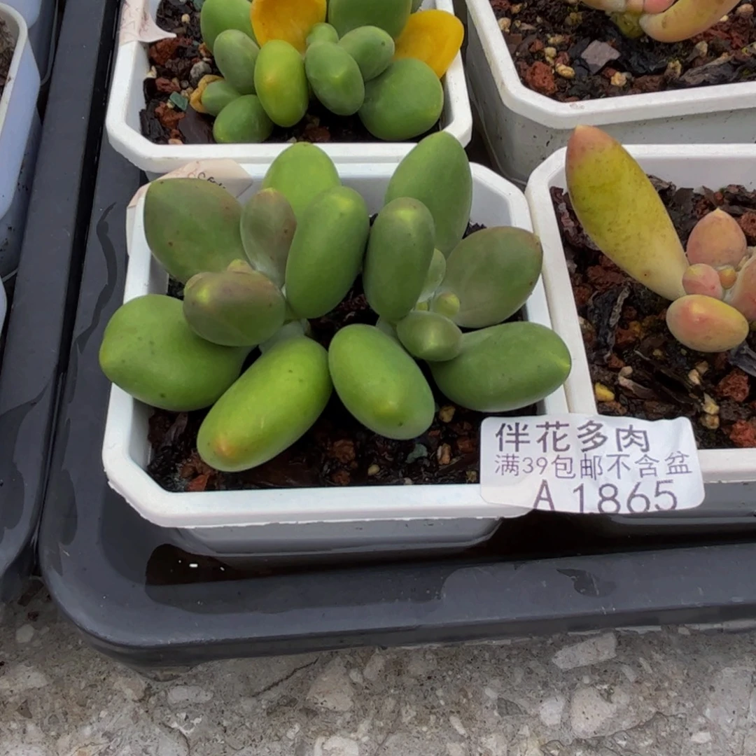 1865芒果奶5cm多肉