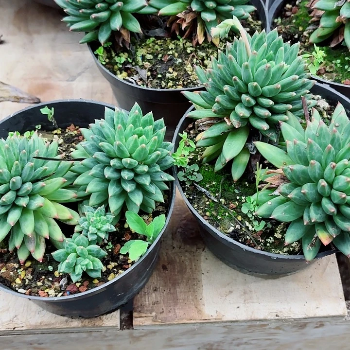 甲骨纹双头老桩精品多肉