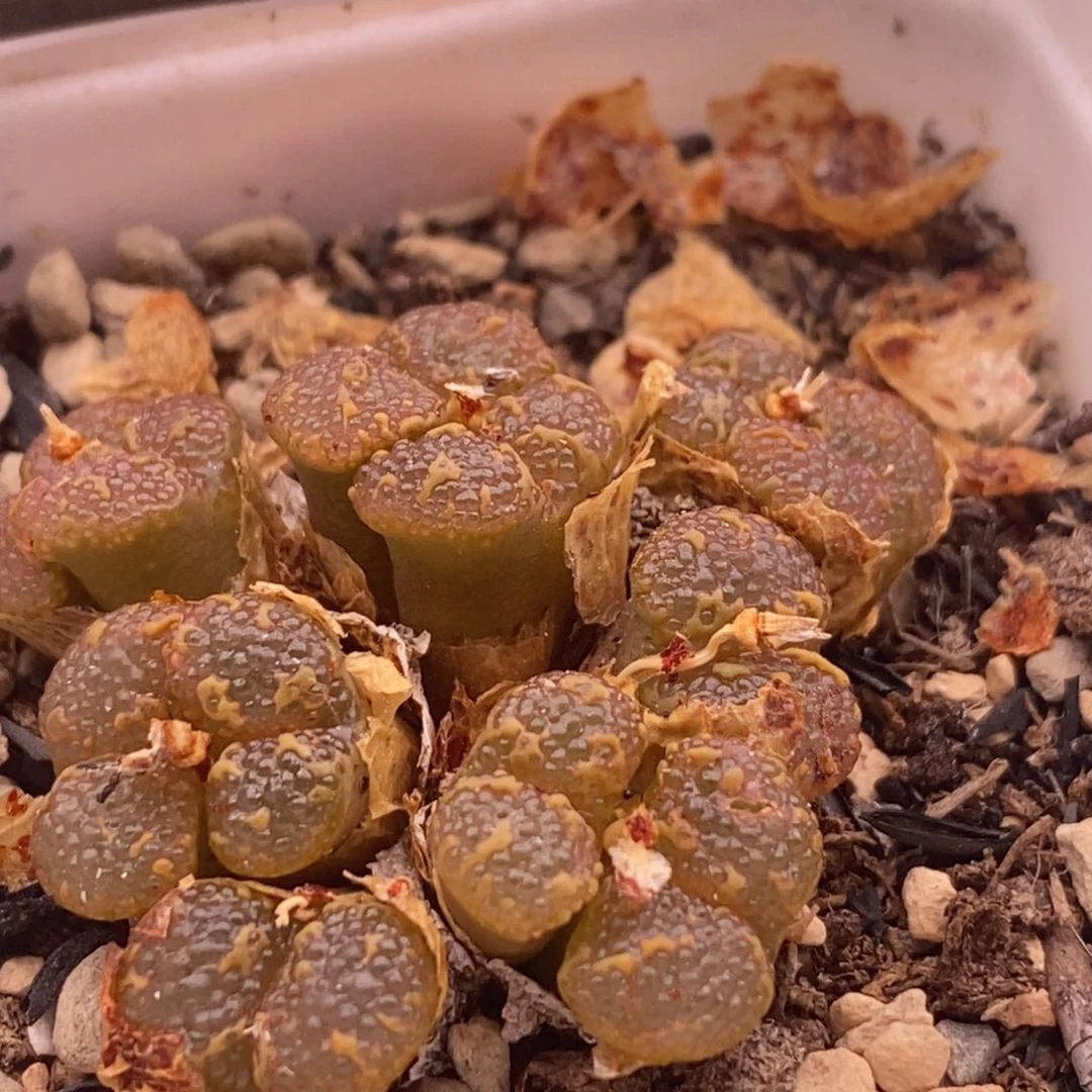 被***酱一颗群生泡泡勋章6-106