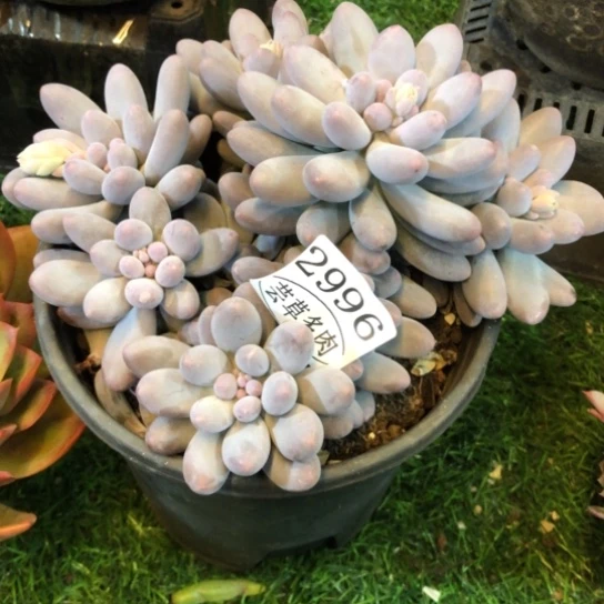 汤圆，2996，一物一拍