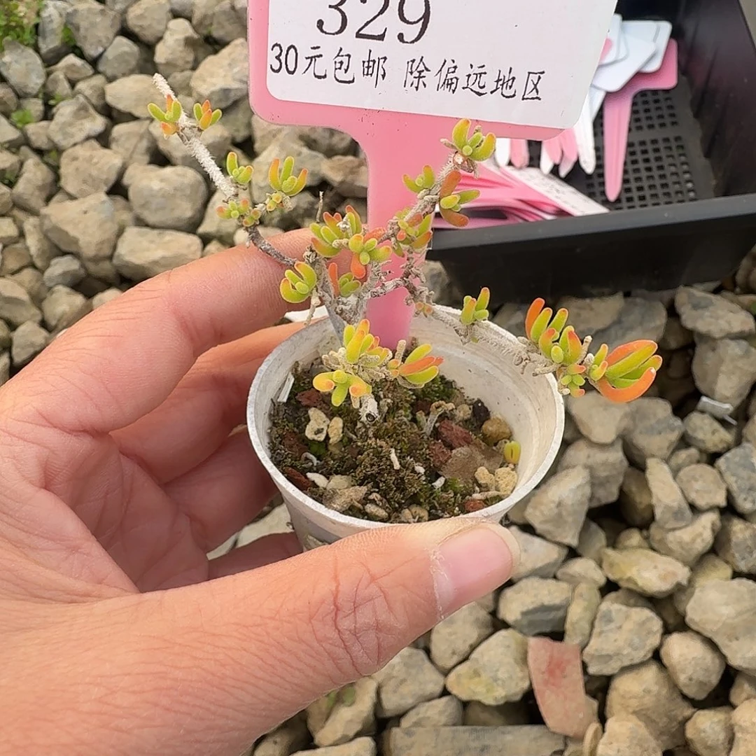 用***人329 脱土 不包整 30元包邮非偏远