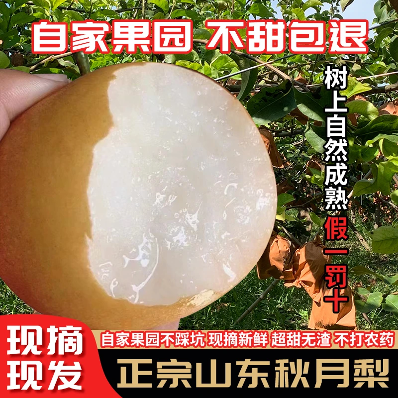 正宗山东秋月梨新鲜当季水果梨子现摘现发当季整箱莱阳包邮礼盒
