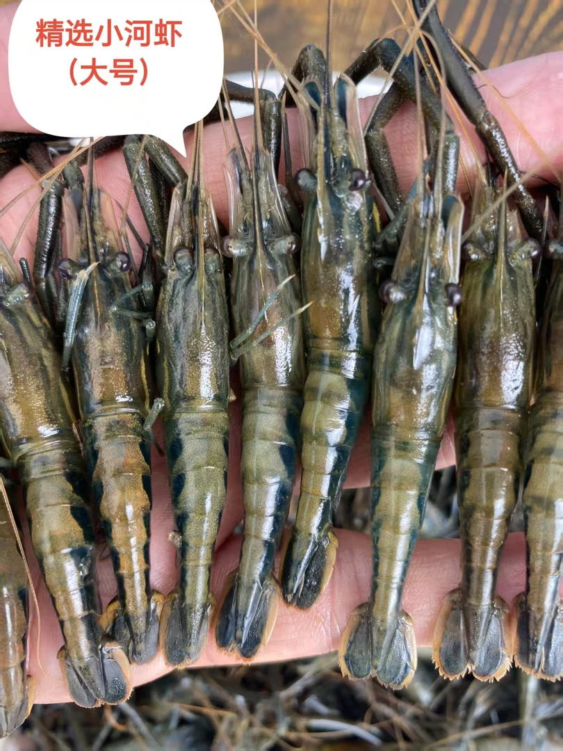 湖北荆门京山精选淡水小河虾鲜活淡水虾小青虾冷冻新鲜草虾原生态