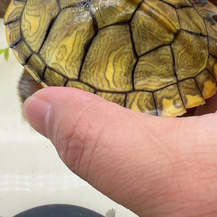 绿毛龟母巴西龟23343