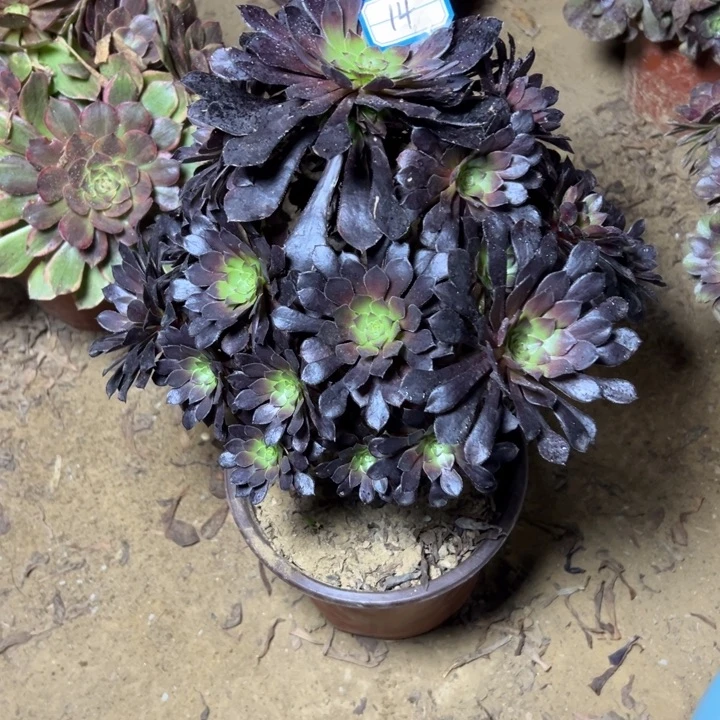 多肉植物黑铜壶14