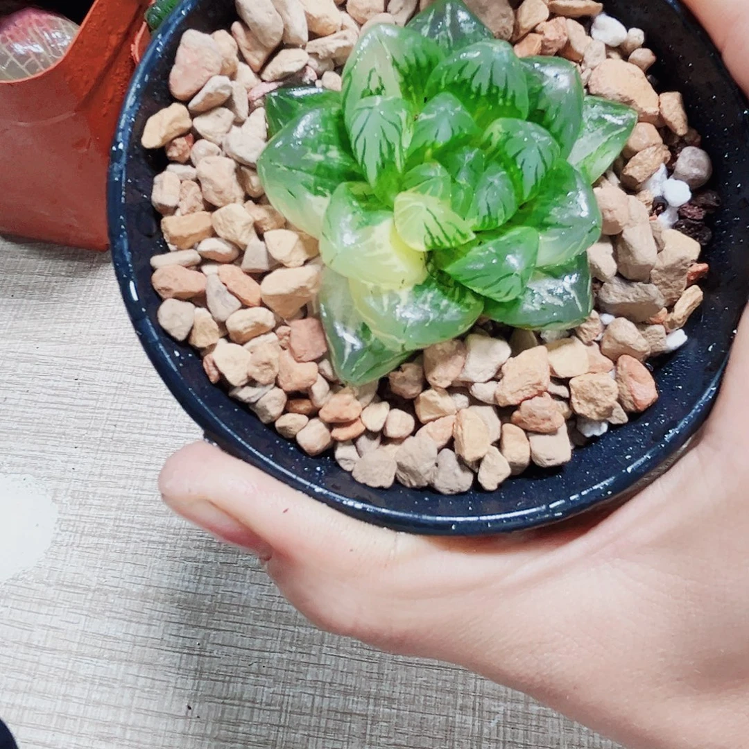 花火锦多肉植物6666