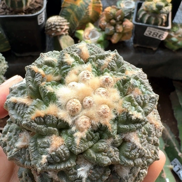 402落地割尤龟甲牡丹仙人球