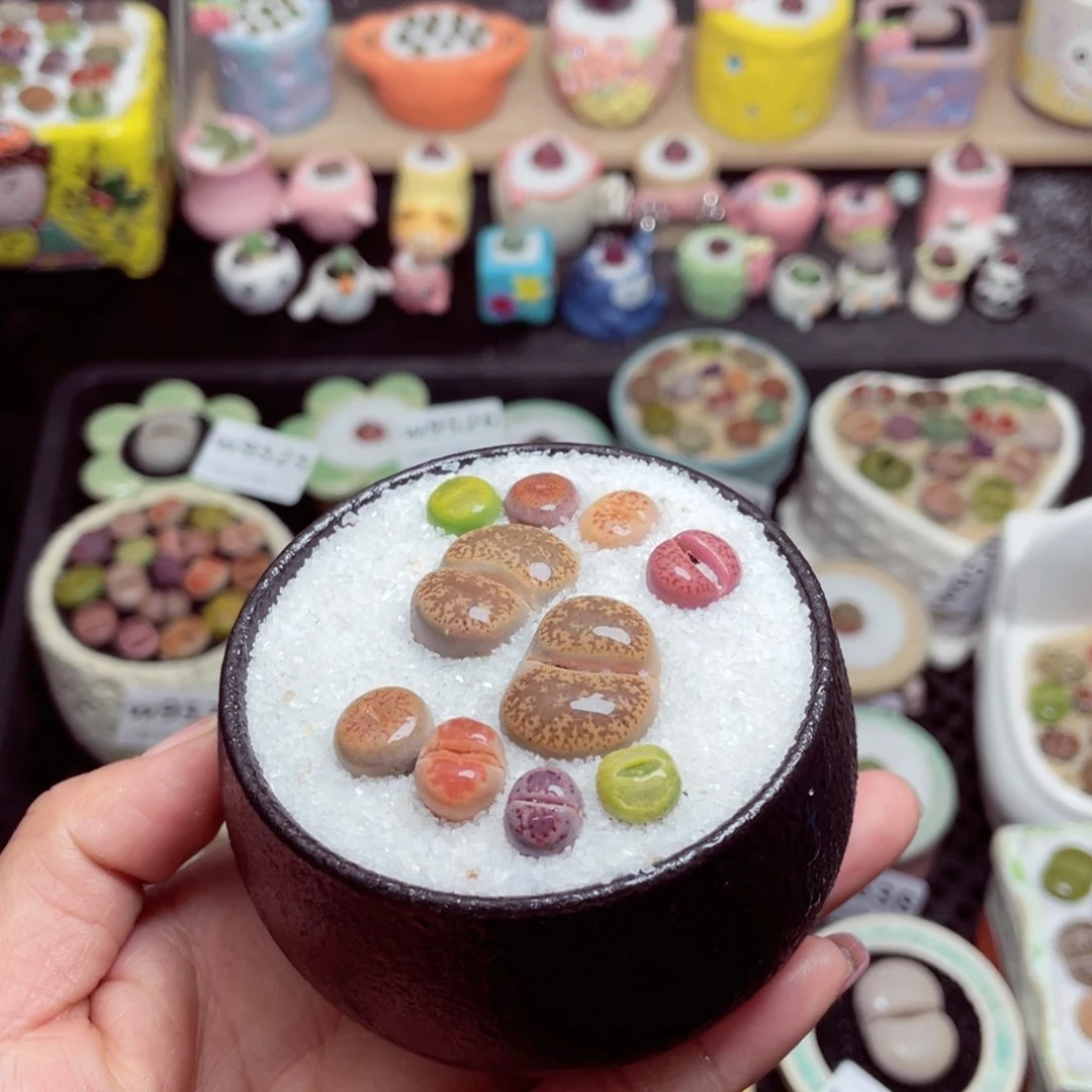 w9547 带盆土发货-零下地区拍保温箱