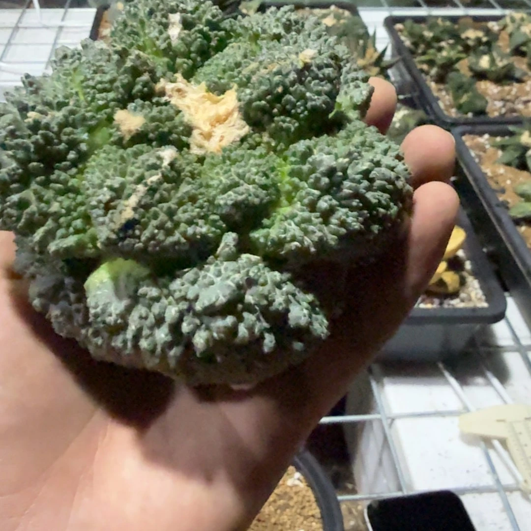 小***叔仙人球开花一个福利品