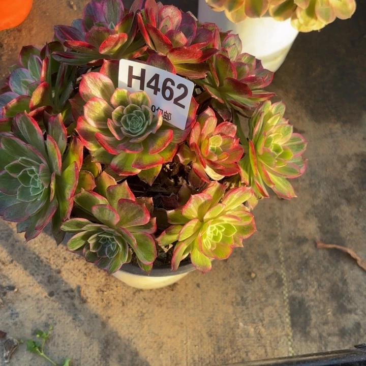 瑞妈，，。。。。462万花筒，