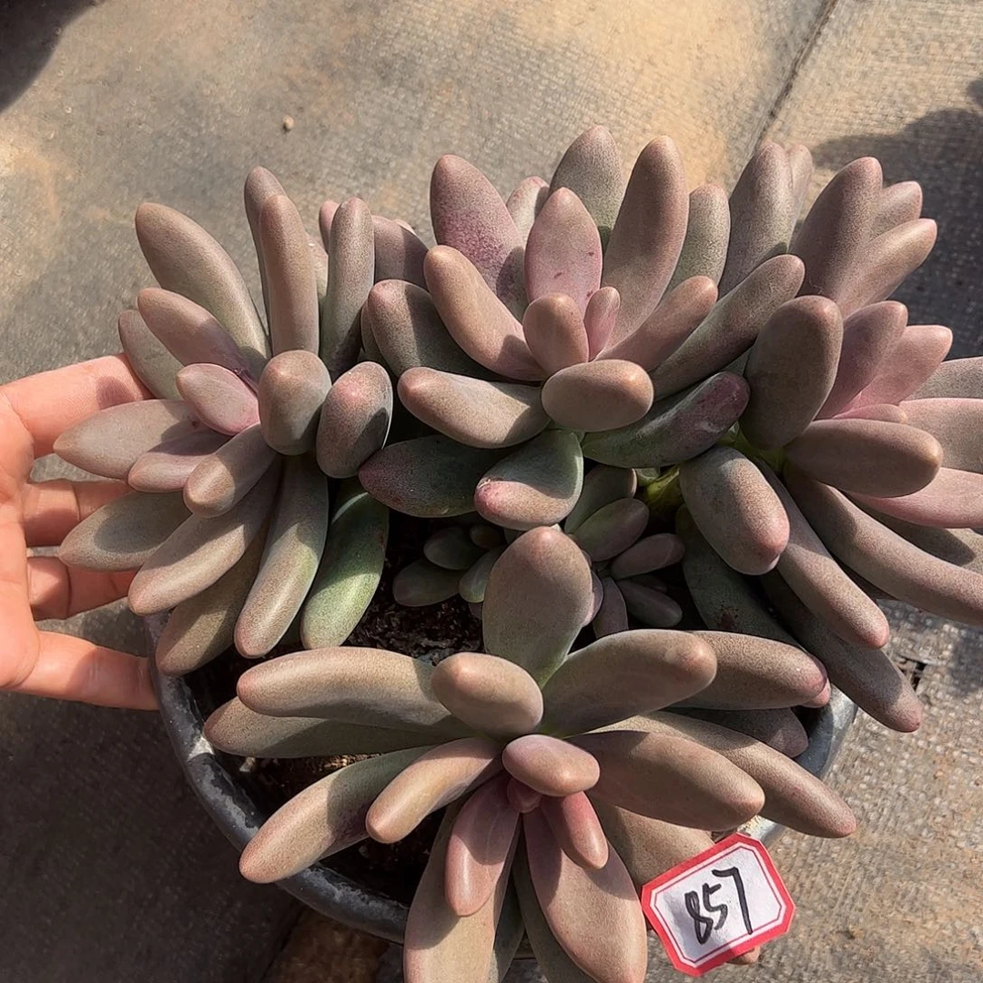 857号糖果美人，一物一拍