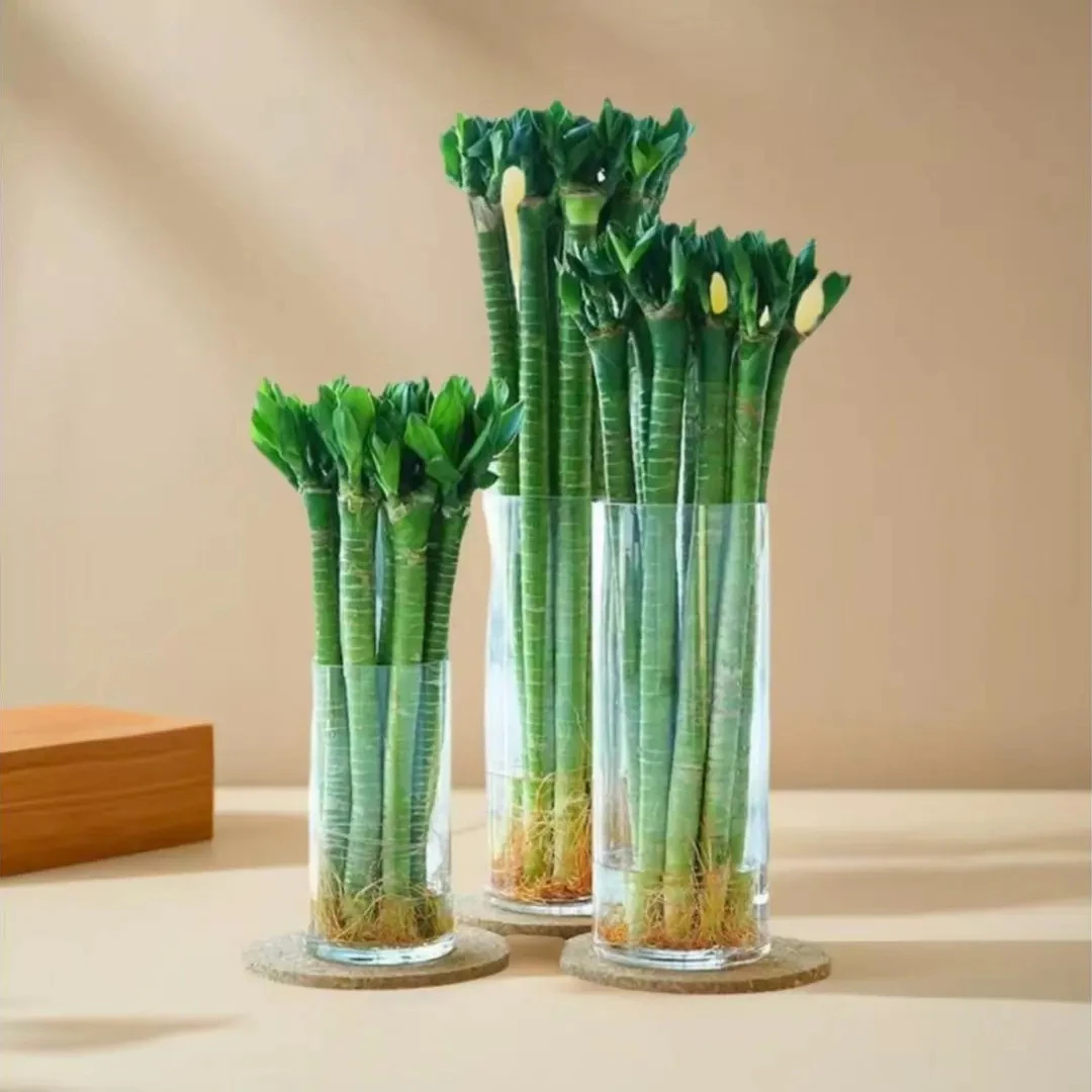 龙竹 文昌竹 4支带根 水养富贵转运竹节节高水培植物室内客厅植物