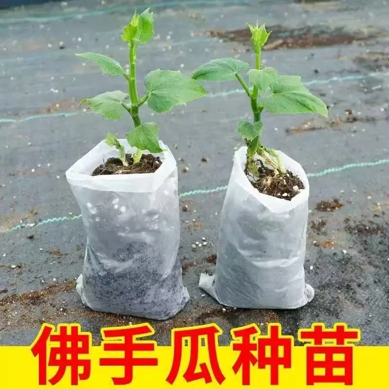 佛手瓜种苗带根带叶四季种植好养易活