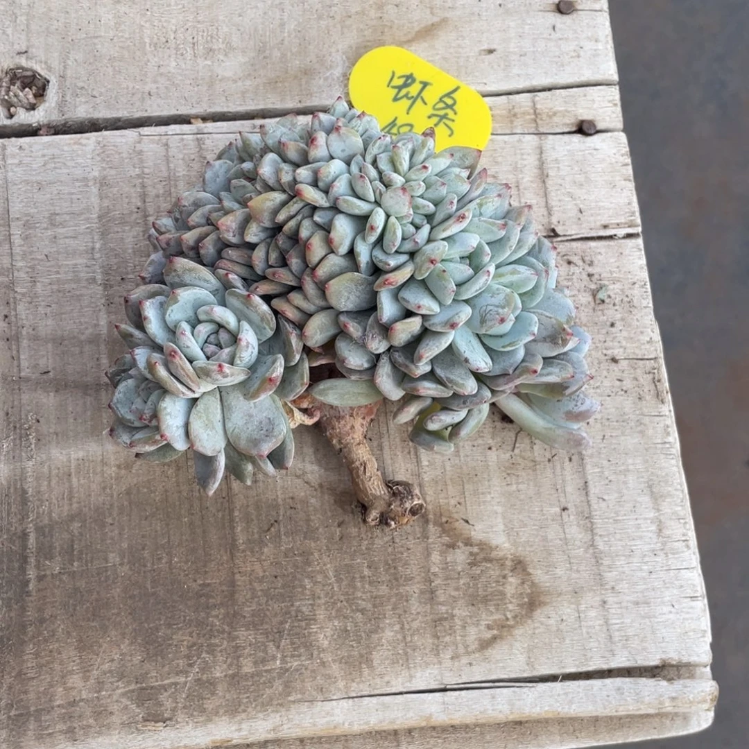 失***条480星影缀化分期付180