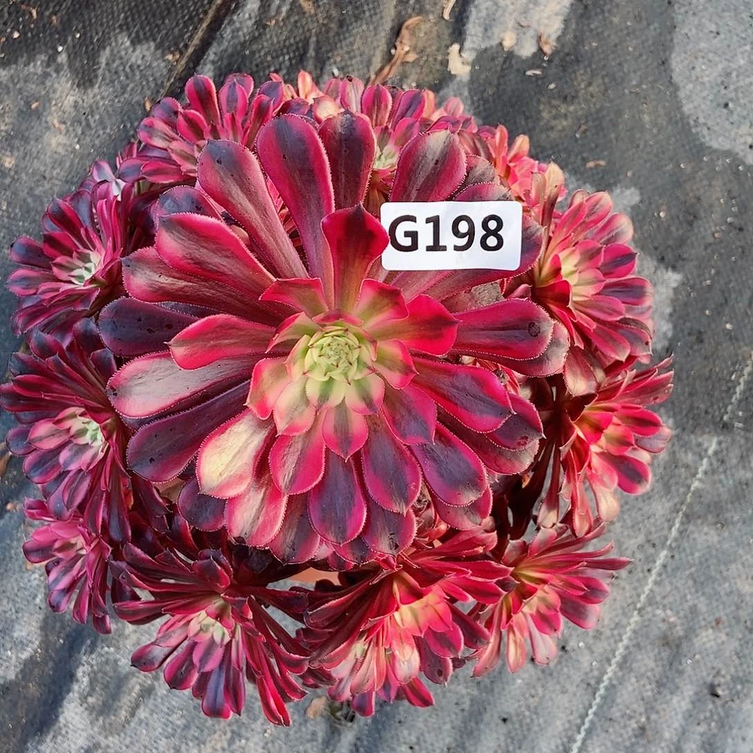 红陶198黑铜白3多肉