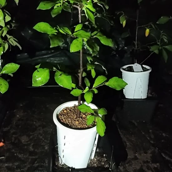 人***生完全开放老鸦柿品种苗