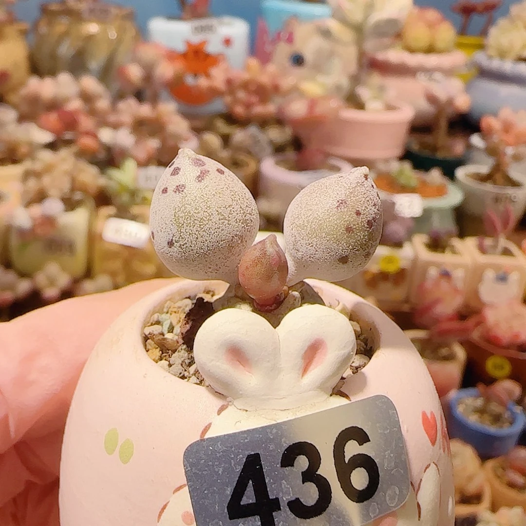 T可爱粉海豹盆口2.5cm