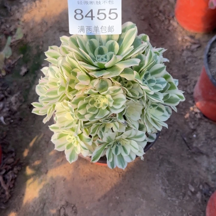 8455迈巴赫多肉植物