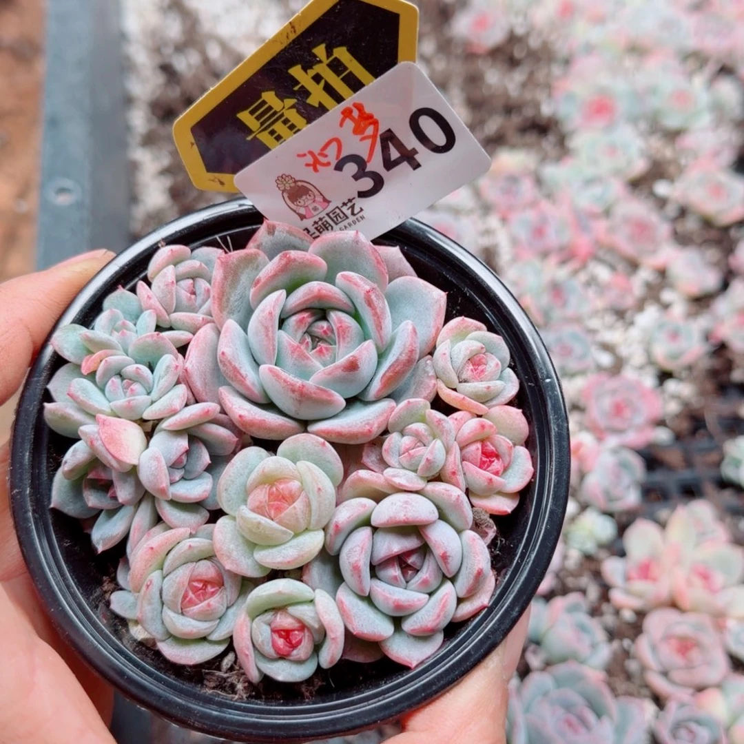 多肉植物多肉植物