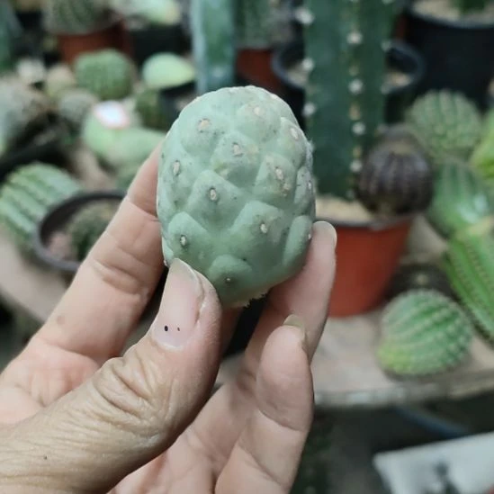 仙人球无刺习志野嫁接球