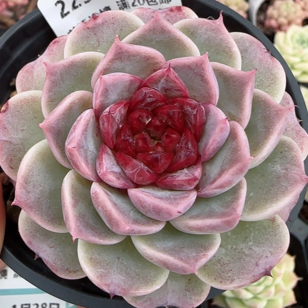 花语逸镜0128-229