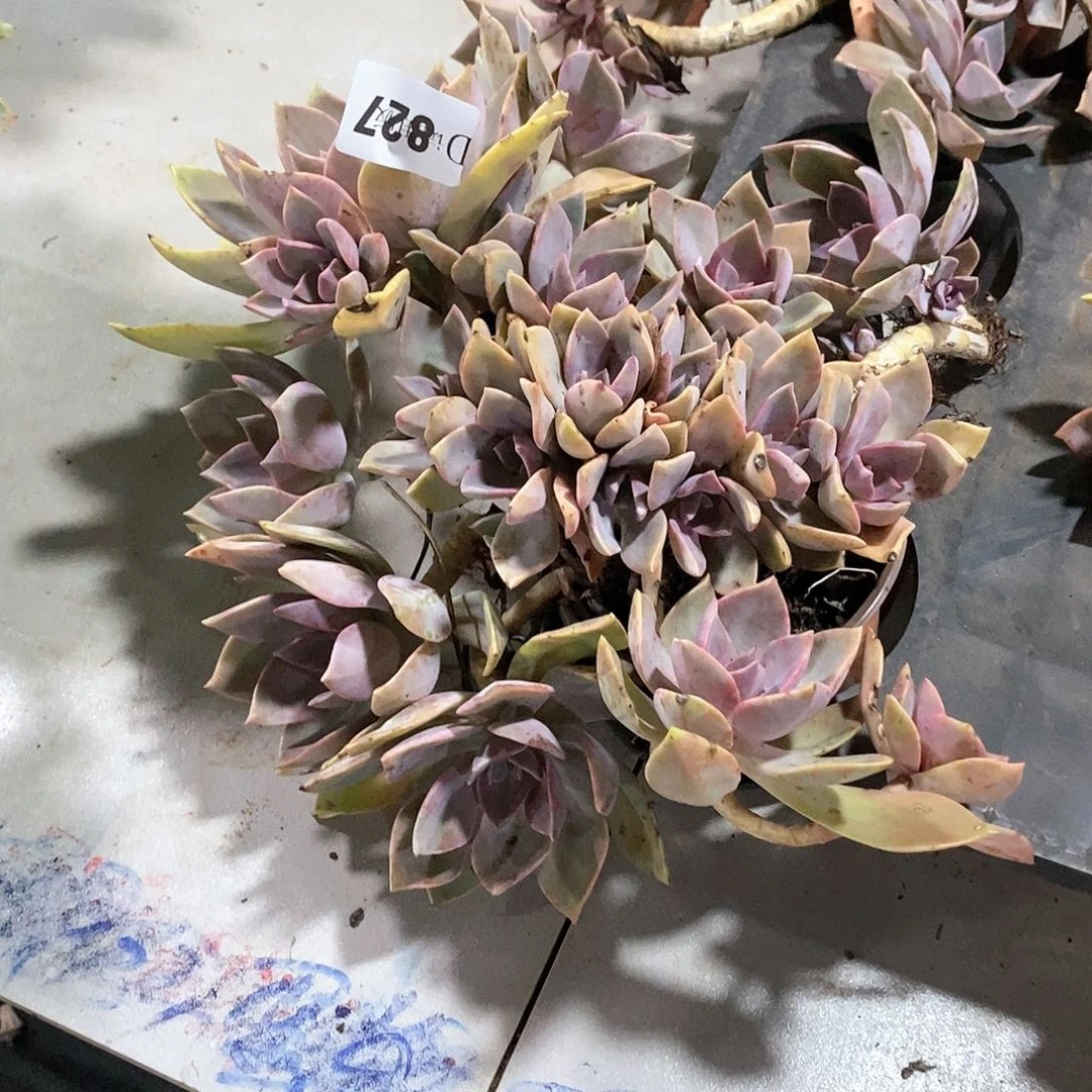 华*827初恋多肉植物