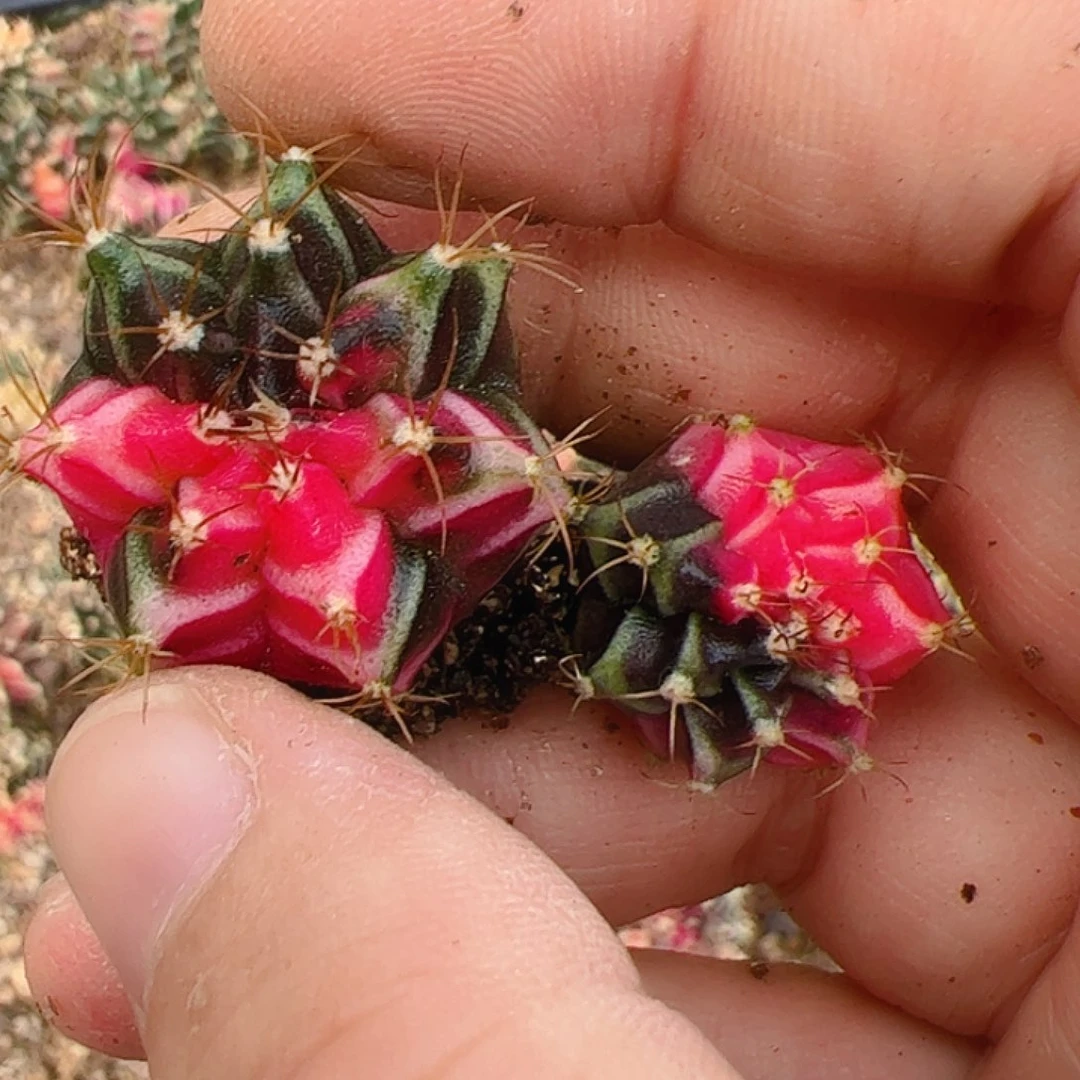 听***~当前无花栽培后可以开花