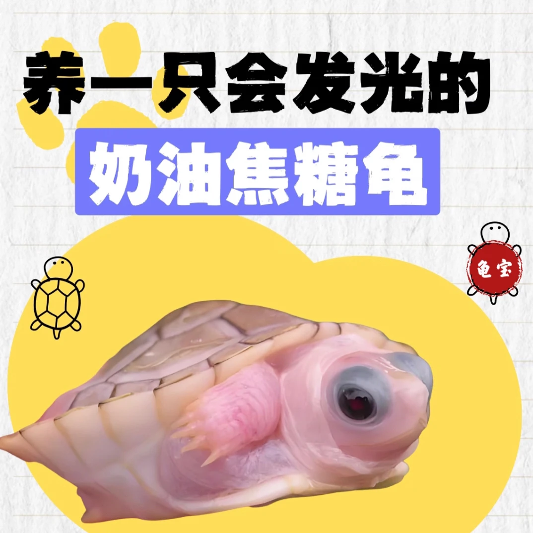 焦糖果冻巴西龟外塘冷水雪粉长寿招财宠物观赏白化变异乌龟活物体