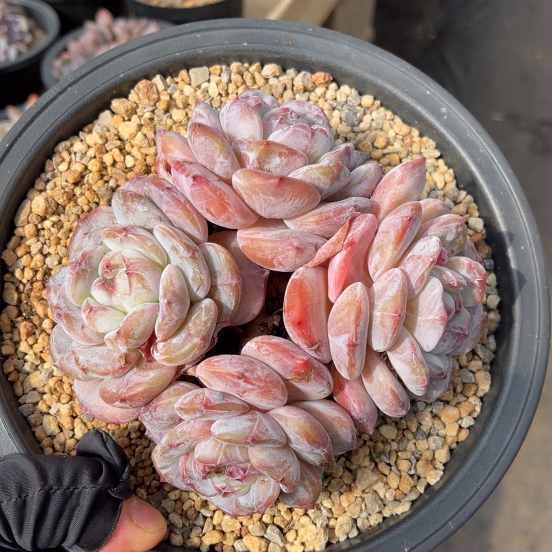 一物一拍不支持退换