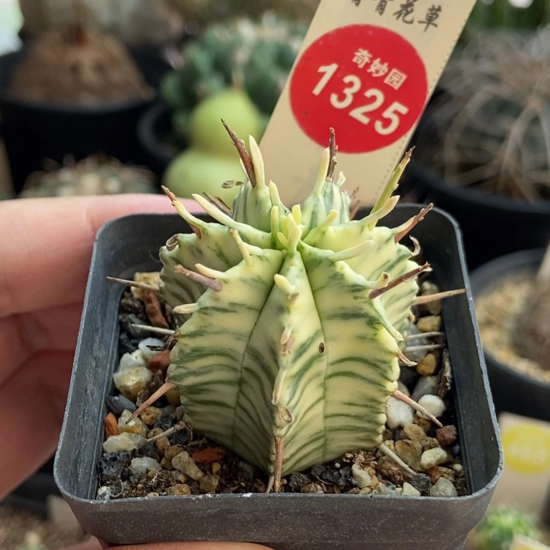 强刺斑马锦3.4cm一棵仙人球