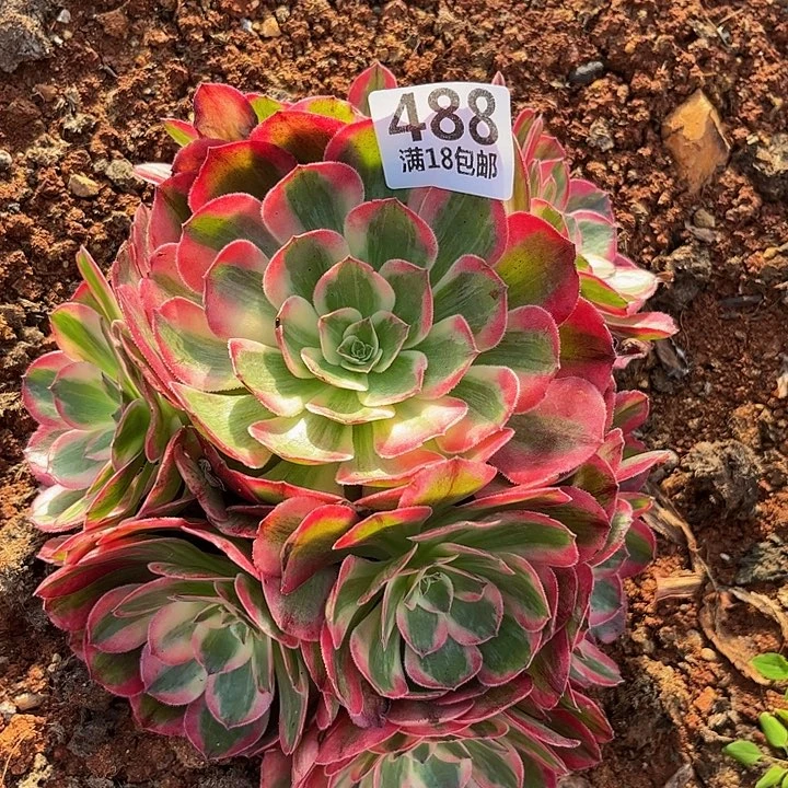 488云荷朵朵福利发货