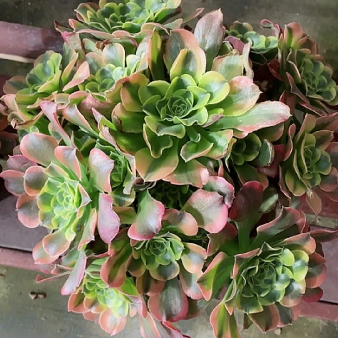 【闪购商品】法师好看也好养特斯拉