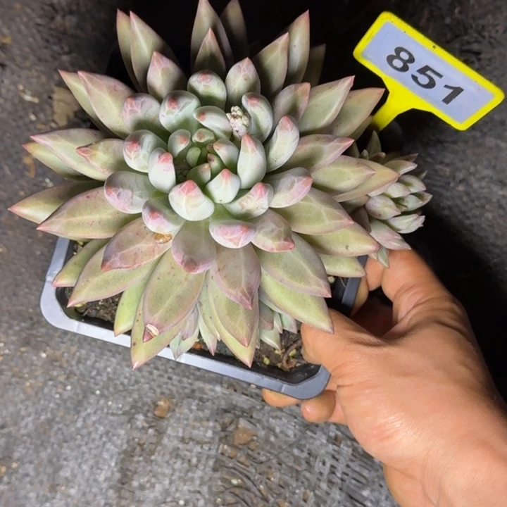 多肉植物水晶球851