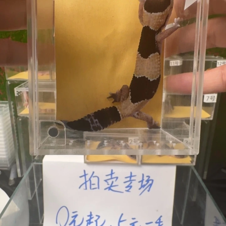 肥尾守宫原色h奥5元一手开怼！