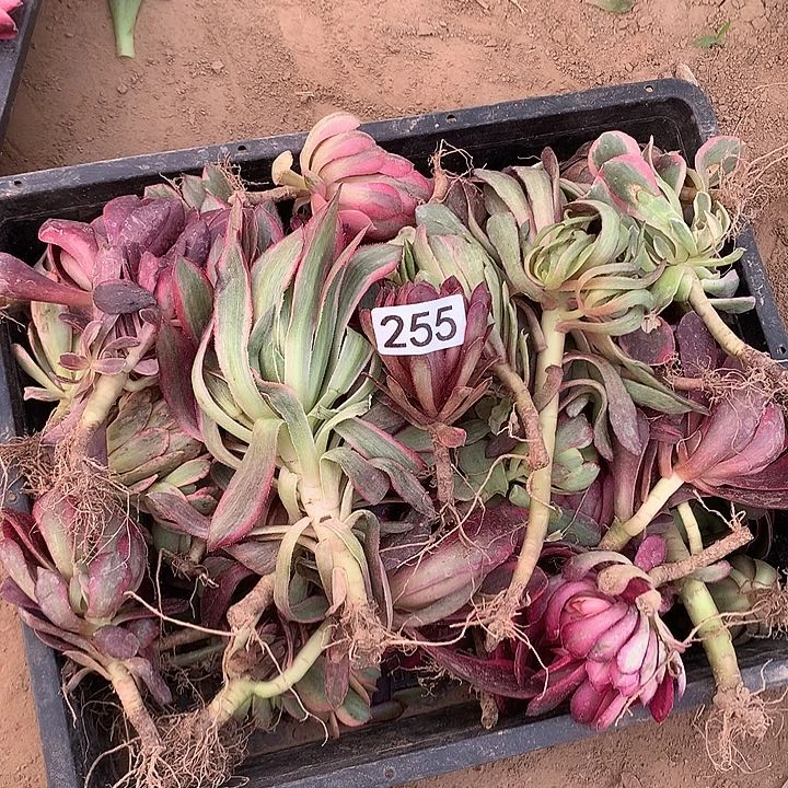 255小苗多肉植物组合30颗