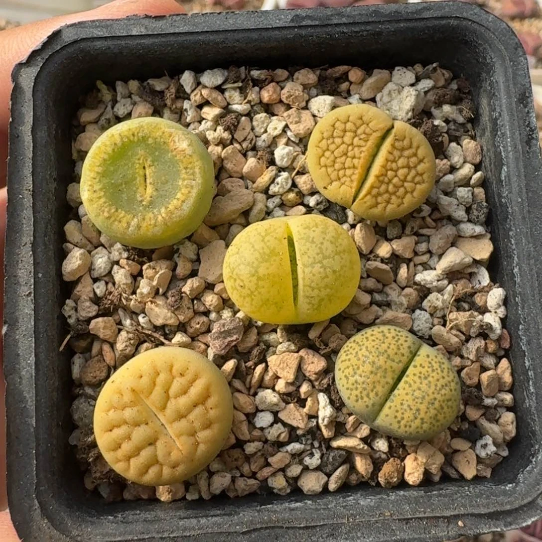 G150黄绿巴里杂黄绿富贵绿银河绿光阳等