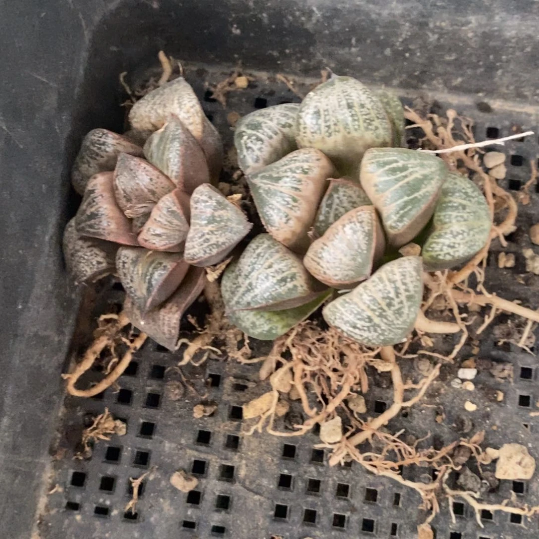 913 一颗倔川no1蟹 超级618福利。