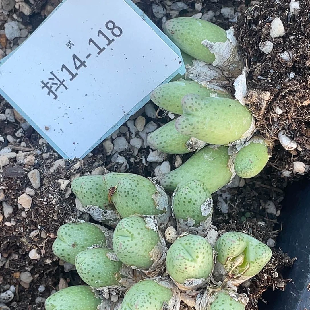 千***n14-118肉锥多肉植物