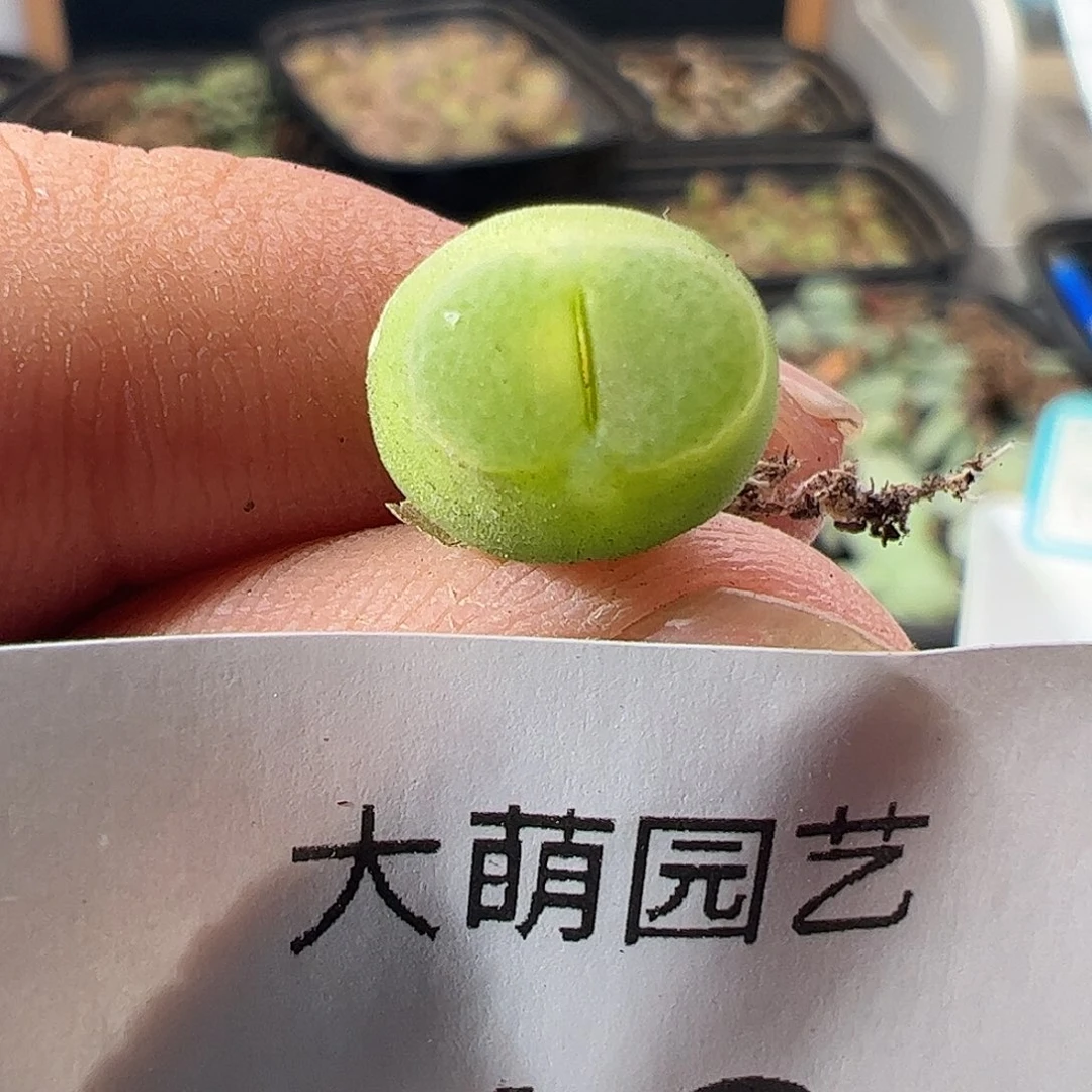 一物一拍。         43