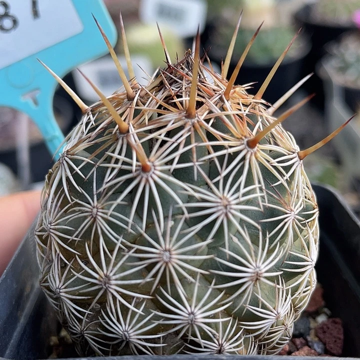 6287 针鼠实生裸根发货