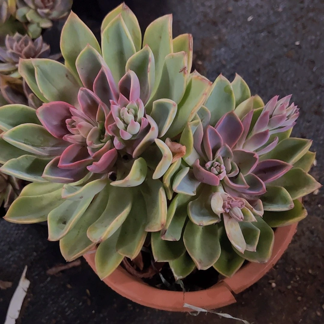 紫气东来双头起发