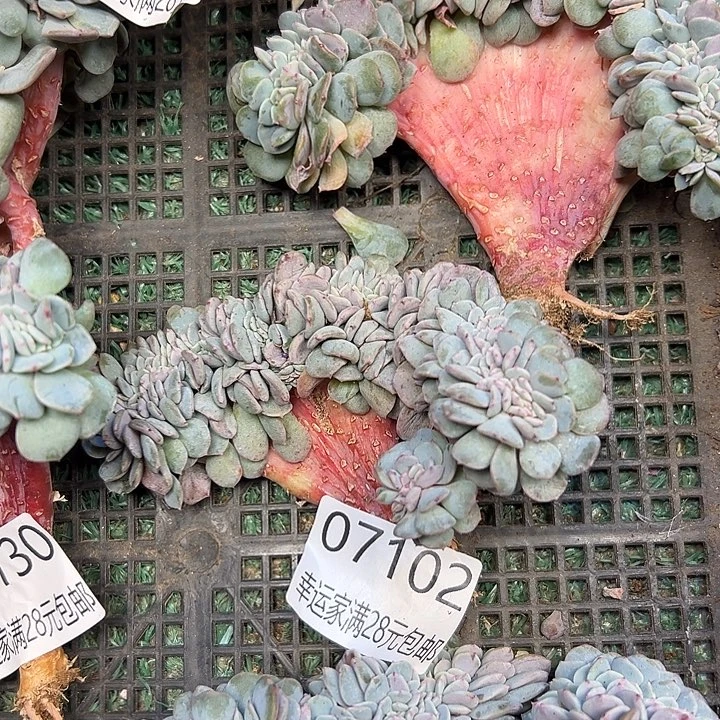 花***/幸运儿是个好孩子呀