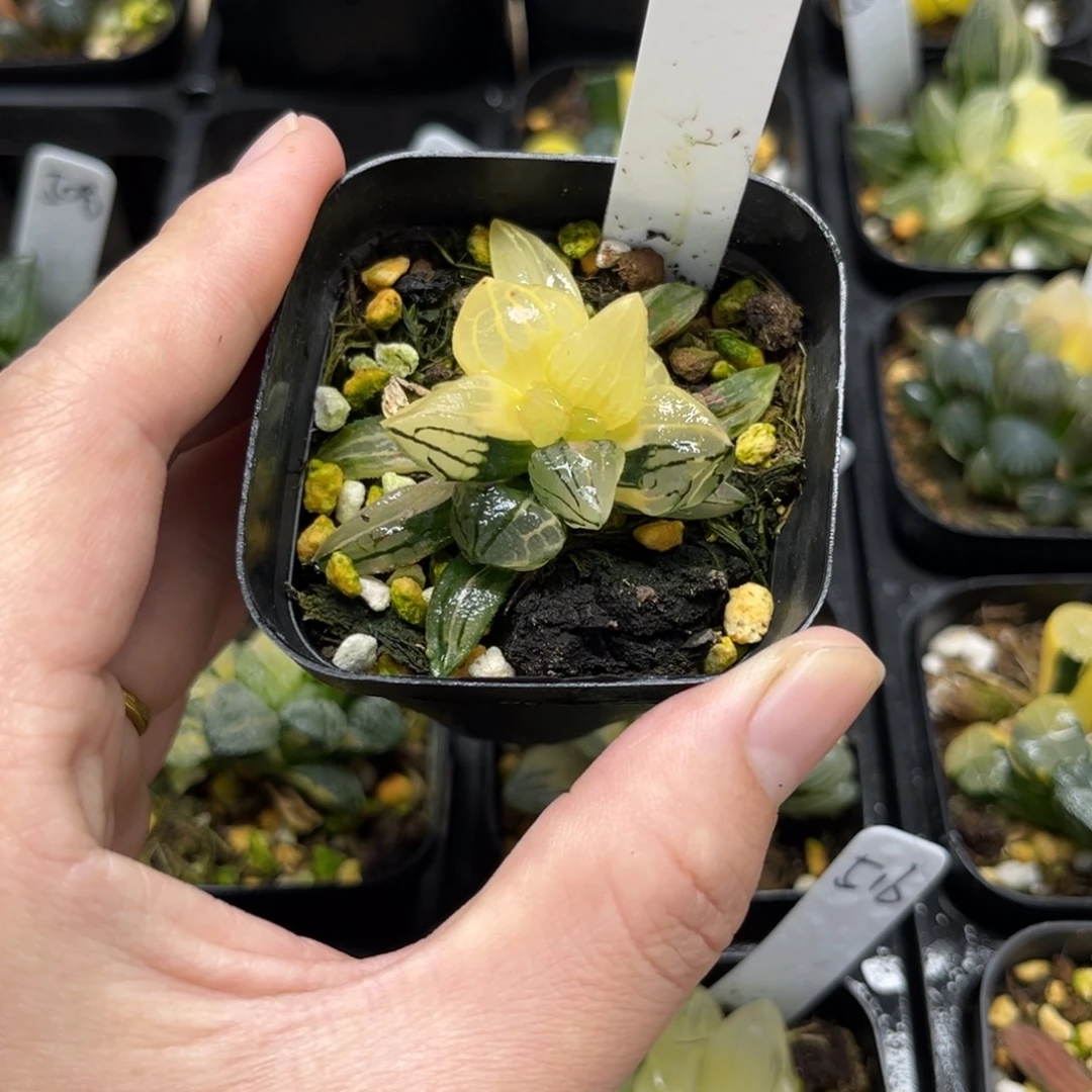 535西瓜寿锦一物一拍