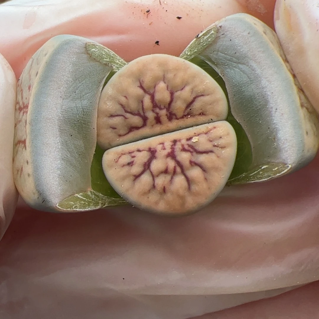 0579号 线招福多肉植物